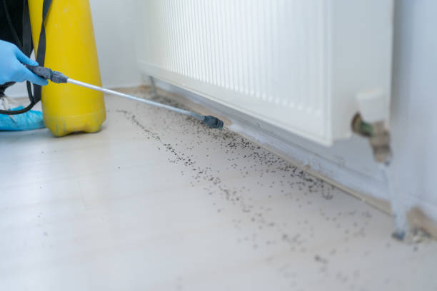 Best Insect Control  in Fayette, AL